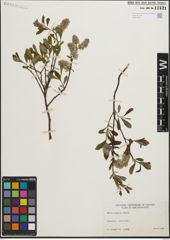 Foto von Salix humilis Marshall